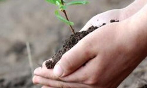 School children to be given Rs. 50 for planting a tree: Haryana Govt. scheme School children to be given Rs. 50 for planting a tree: Haryana Govt. scheme