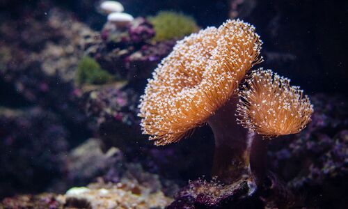Land-based farms could save ocean coral reefs | Springwise
