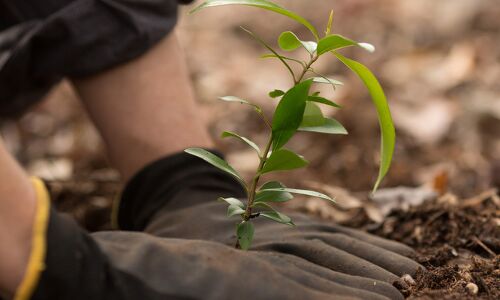 Green is the new black: Heres what MakeMyTrip does with your contribution of Rs 5 Green is the new black: Heres what MakeMyTrip does with your contribution of Rs 5