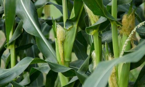 Most Startups Fail. How Can Agtech Startups Defy The Odds?