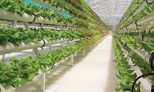 Turn Africa’s cities into vertical farms - NewsDay Zimbabwe