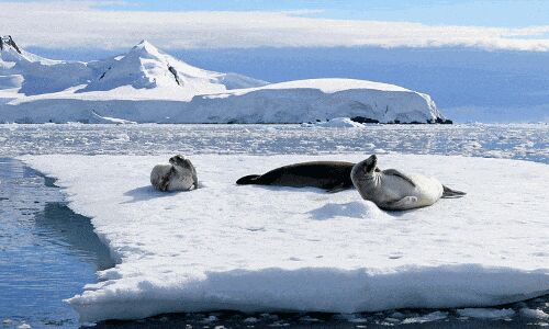 The Wrap: Antarctica – the hottest new destination for Chinese travellers - WIT