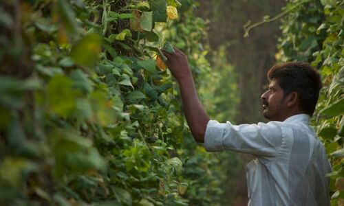 B2B Agri-Marketing Platform Ninjacart Raises $35 Mn from Accel Partners and Swiss-based Syngeta Ventures