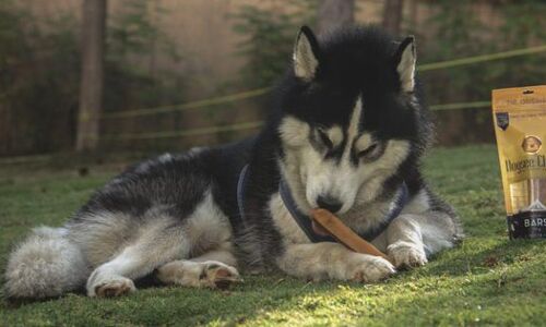 This Startup Sells All-Natural Dog Treats Handcrafted In The Himalayas This Startup Sells All-Natural Dog Treats Handcrafted In The Himalayas