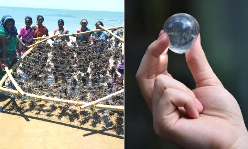 Edible Water Pods to Straws: 5 Things India Can Make With Its Abundant Seaweed!