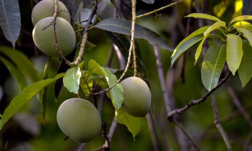 AgroStar gets $27M Series C to give more Indian farmers increase crop production with data analytics