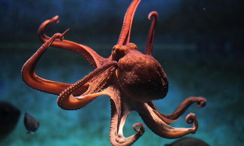 Guess who looks more like a global, octopus-like Amazon in India? (Hint: It isnt Amazon) | ZDNet Guess who looks more like a global, octopus-like Amazon in India? (Hint: It isnt Amazon) | ZDNet