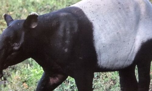 No more road kills: how this photo exhibition helped activists rally for wildlife conservation