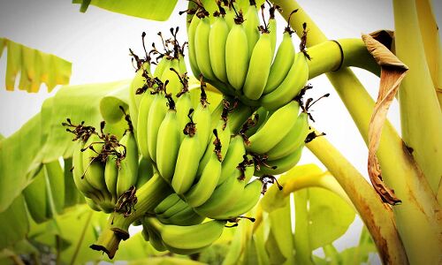 Menstrual pads made from banana fibres are biodegradable | Springwise