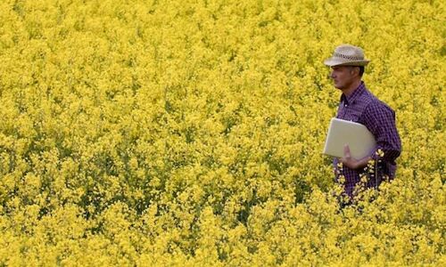 How you can rent a farm and harvest your own veggies in this real-life Farmville