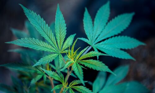 Indias CSIR Gets License for Cannabis Medical Research, To Launch Two Breakthrough Drugs Indias CSIR Gets License for Cannabis Medical Research, To Launch Two Breakthrough Drugs