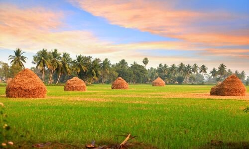 AgTech Spotlight: TheKrishi App Wants to Help Indian Farmers Increase Their Income - AgFunderNews