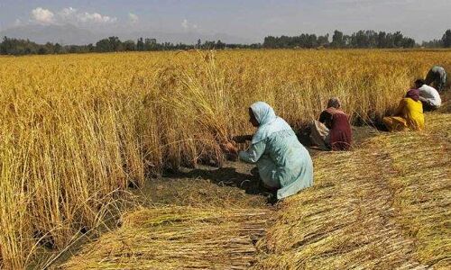 3 expectations of agri and food-tech startups from this year’s budget