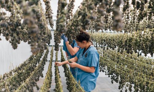 A hot marijuana startup fresh off a $75 million raise just scooped up an exec from ModCloth to lead its retail push and its part of a growing trend