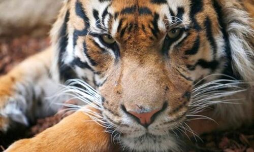 Why Tiger Global is hunting for enterprise technology startups Why Tiger Global is hunting for enterprise technology startups