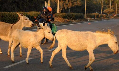 Rs 499 for 100-gram donkey milk soap at organic festival in Chandigarh