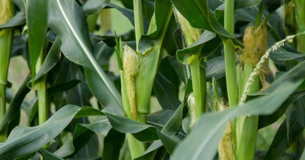 Most Startups Fail. How Can Agtech Startups Defy The Odds?
