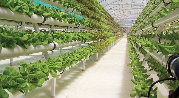Turn Africa’s cities into vertical farms - NewsDay Zimbabwe