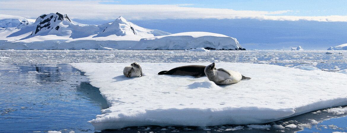 The Wrap: Antarctica – the hottest new destination for Chinese travellers - WIT