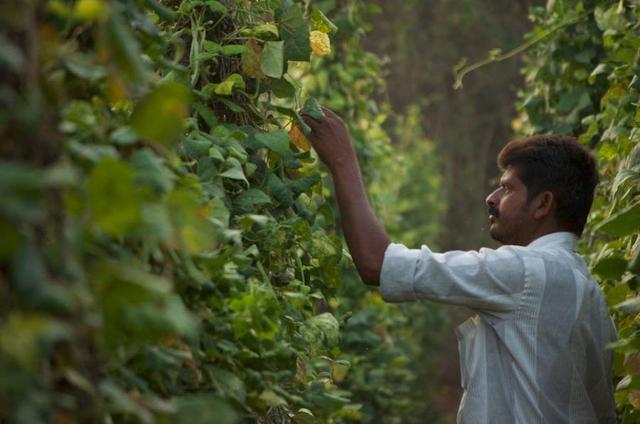 B2B Agri-Marketing Platform Ninjacart Raises $35 Mn from Accel Partners and Swiss-based Syngeta Ventures