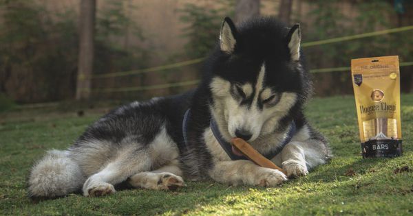 This Startup Sells All-Natural Dog Treats Handcrafted In The Himalayas