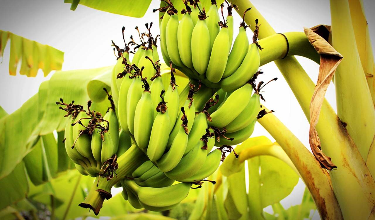 Menstrual pads made from banana fibres are biodegradable | Springwise