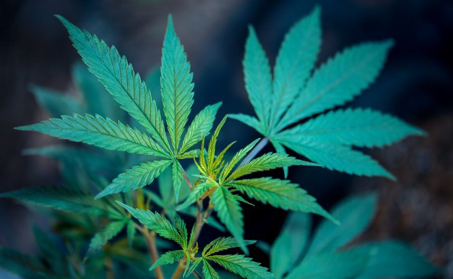 Indias CSIR Gets License for Cannabis Medical Research, To Launch Two Breakthrough Drugs