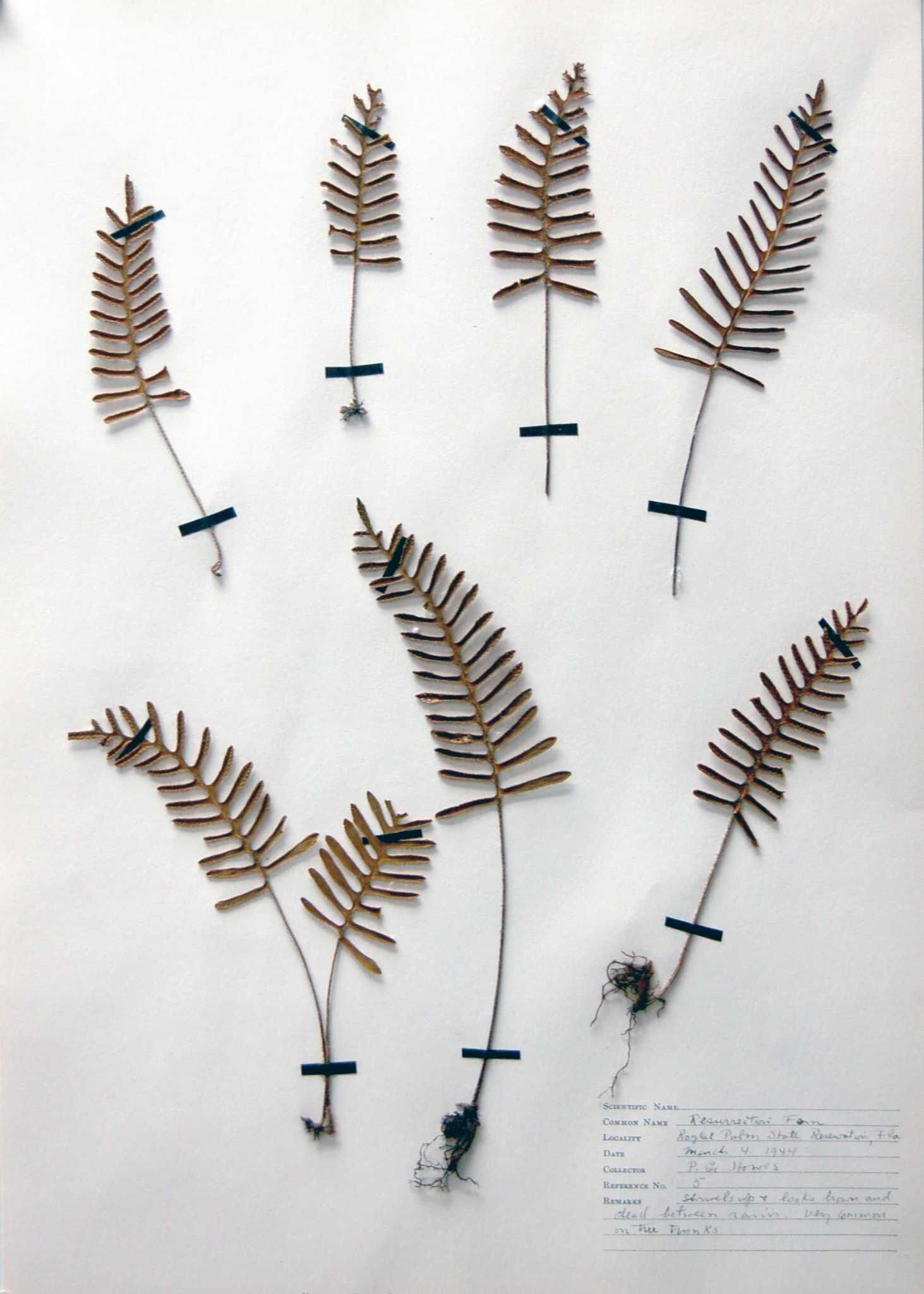 Things to do in and around Greenwich